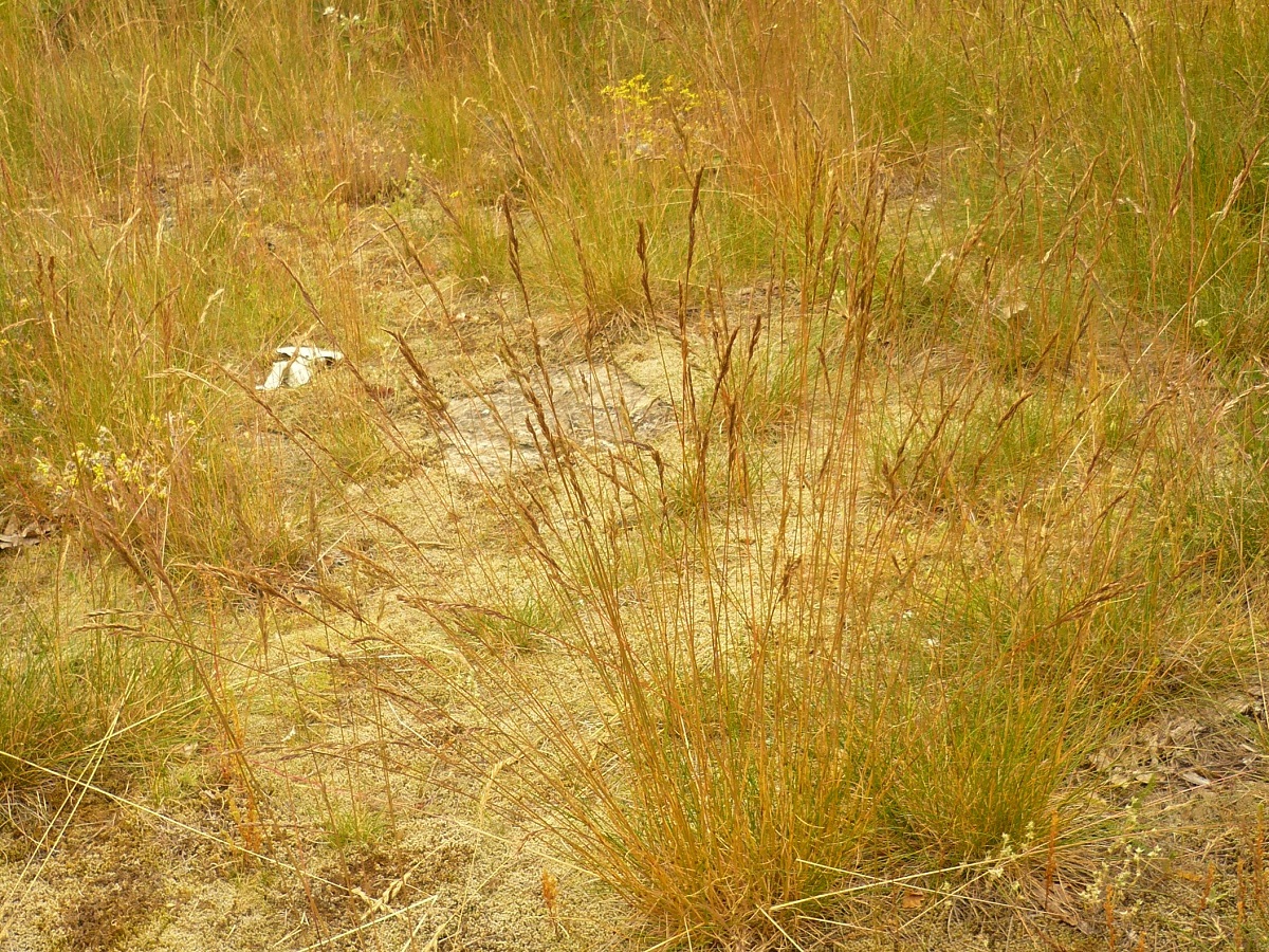 Festuca filiformis (Poaceae)